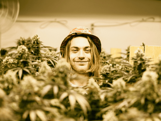 image of alive and well team in a sea of cannabis