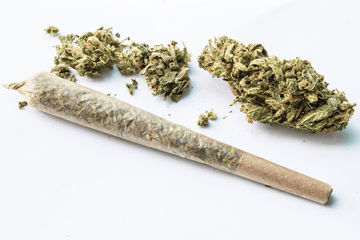 THCA pre-roll joint and cannabis flower buds on white background for premium hemp blog