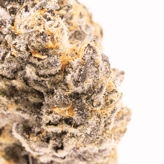 Close-up of Biscotti x Ether strain featuring prominent orange pistils.