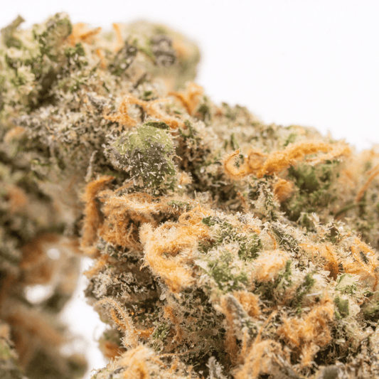 Macro close-up of Blue Dream bud, highlighting frosty trichomes and intricate orange pistils.