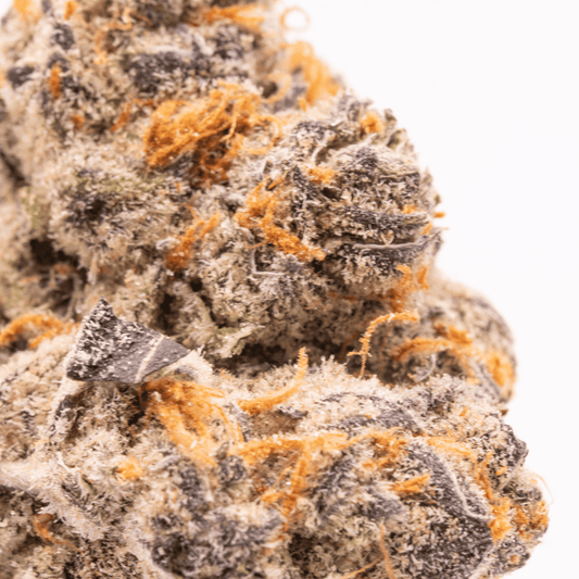 Close-up of a Super Lemon Cherry Gelato bud with crystals and orange hairs.