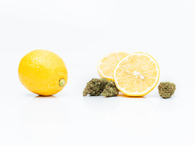 Fresh lemons and cannabis buds side by side, highlighting the citrus aroma of limonene, a key terpene in cannabis known for its uplifting effects.