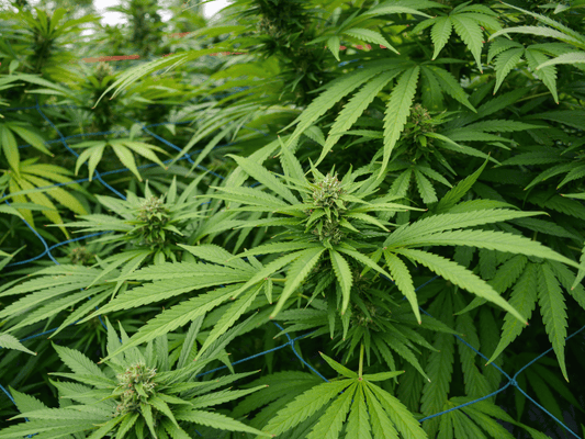 image of a thca farm in early flower stage