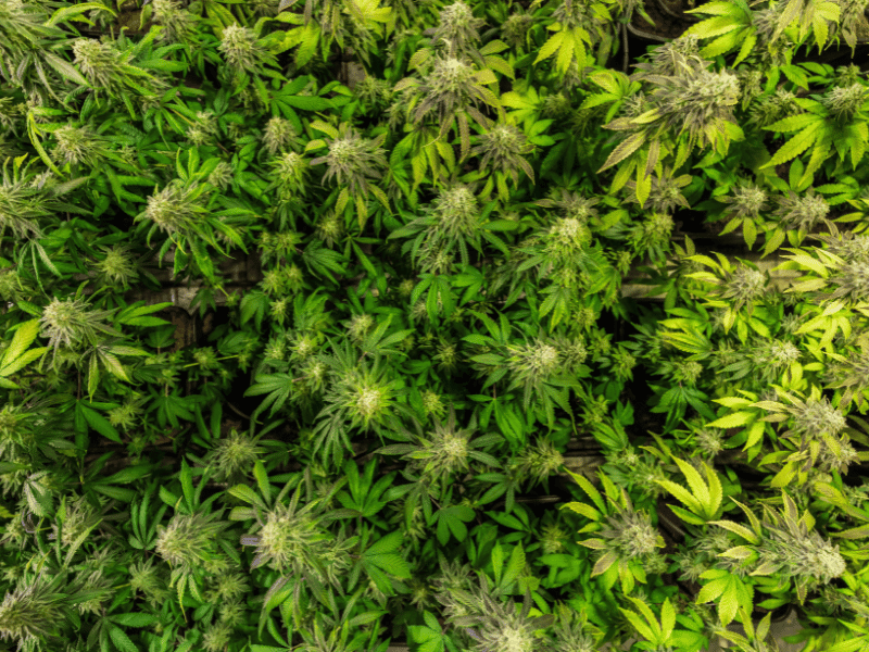 A vibrant field of hemp plants growing outdoors under natural sunlight, showcasing the lush greenery and expansive cultivation.