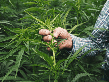 a person holding a sativa and indica plant showing difference 