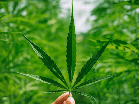 Close-up of a vibrant green hemp leaf being held up against a blurred natural background, symbolizing cannabis cultivation and its legal and wellness aspects.