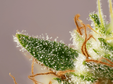 Close-up image of a cannabis bud covered in trichomes, highlighting the natural presence of terpenes like myrcene that contribute to its aroma and therapeutic properties.