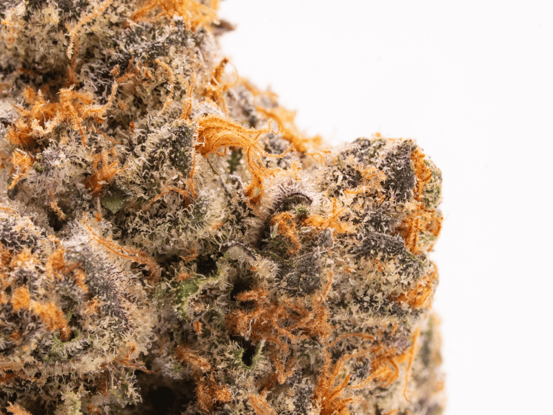 Close-up of cannabis bud showcasing vibrant orange hairs and frosty trichomes.