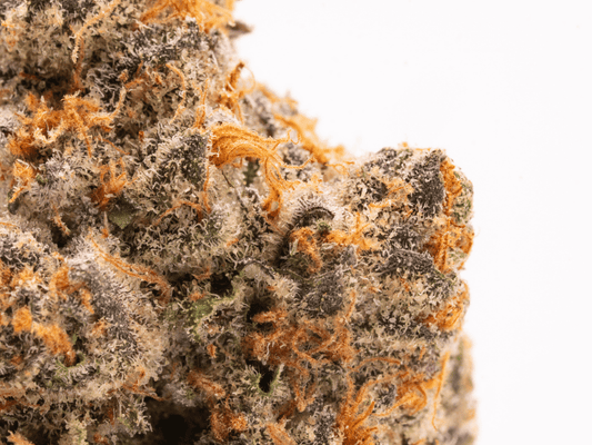 Close-up of cannabis bud showcasing vibrant orange hairs and frosty trichomes.