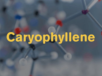 image of caryophyllene wording displayed over compound graphic