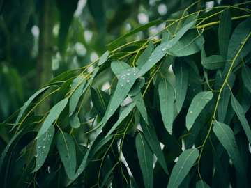 Close-up of eucalyptus leaves in natural light, showcasing their vibrant green color and association with the terpene eucalyptol, known for its fresh, minty aroma.