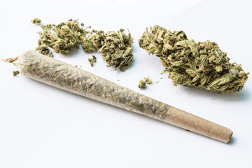 THCA pre-roll joint and cannabis flower buds on white background for premium hemp blog