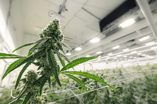 Close-up of a mature cannabis plant growing indoors with white LED lights and trellis netting, representing high-quality THCA flower cultivation for lab-tested compliance.