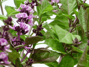 Close-up of vibrant basil leaves and purple flowers, showcasing a natural source of Linalool, a terpene known for its calming and therapeutic benefits.