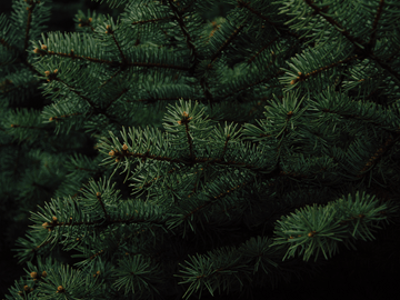 Close-up of lush green pine tree branches symbolizing the natural source of pinene, a terpene with therapeutic benefits found in cannabis and other plants.