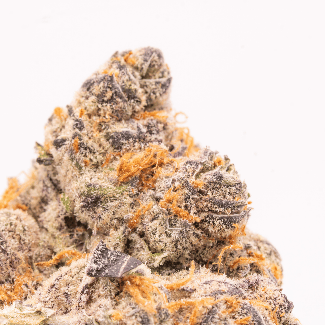 Macro shot of a Super Lemon Cherry Gelato bud, highlighting intricate details of orange pistils, frosty trichomes, and dark purple leaves.